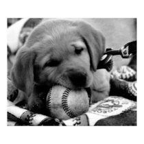 Major League Puppy - Poster & Print by aestheticchaos Major League Puppy - Poster & Print