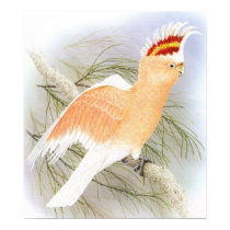 Major Mitchell's Cockatoo - Cacatua leadbeater posters