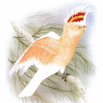 Major Mitchell's Cockatoo - Cacatua leadbeater t-shirts by LisasLair Major Mitchell's Cockatoo - Cacatua leadbeater t-shirts