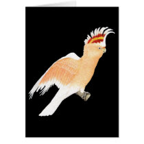 Major Mitchell's Cockatoo on Black cards by LisasLair Major Mitchell's Cockatoo on Black cards