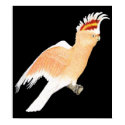 Major Mitchell's Cockatoo on Black posters