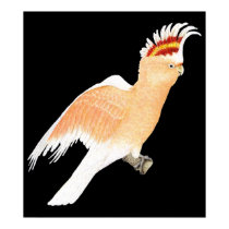 Major Mitchell's Cockatoo on Black posters by LisasLair Major Mitchell's Cockatoo on Black posters