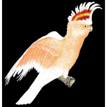 Major Mitchell's Cockatoo on Black t-shirts by LisasLair Major Mitchell's Cockatoo on Black t-shirts