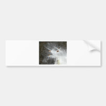Make a Wish Bumper Stickers