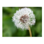 Make A Wish! Dandelion Postcards