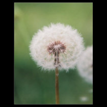 Make a Wish letterhead