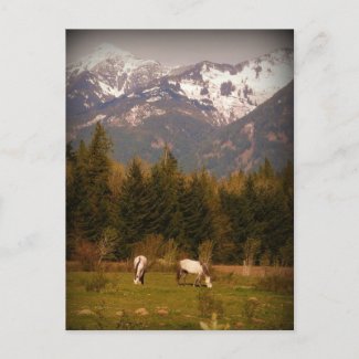 Make a Wish on a White Horse! postcard