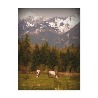 Make a Wish on a White Horse! postcard