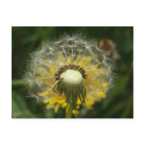 make a wish postcards by poupoune make a wish postcards