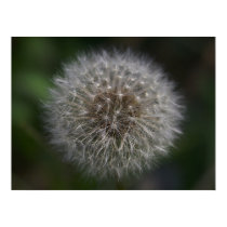 Make A Wish posters
