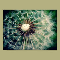 make a wish. posters