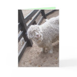 friend, card, greeting, hair, bad, day, hello,