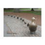 Make Way for Ducklings! Postcards