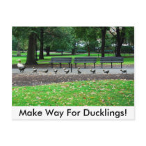 Make Way For Ducklings! Post Card