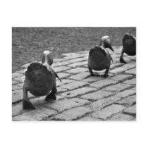 Make Way for Ducklings Post Card
