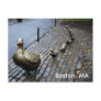 Make Way For The Ducklings Postcard