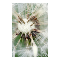 Makrofotografie breath flower