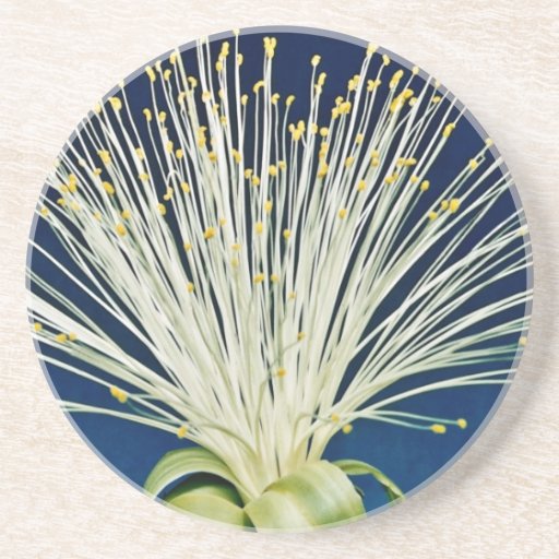 Malabar chestnut, pachira aquatica  flowers drink coaster