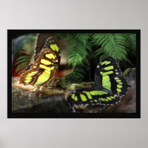 Malachite Butterflies 1 Poster