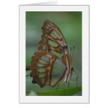 Malachite Butterfly Greeting Card