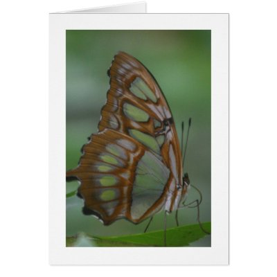 Malachite Butterfly Greeting Card by alberthartley