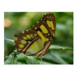 Malachite Butterfly Postcard