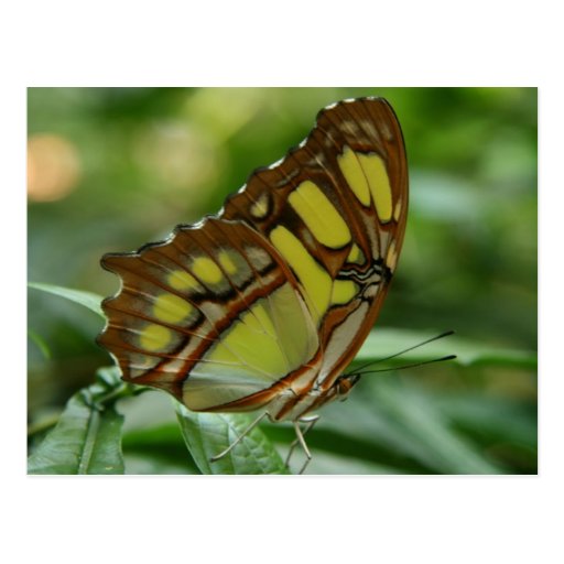 Malachite Butterfly Postcard