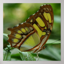 Malachite Butterfly Poster Print