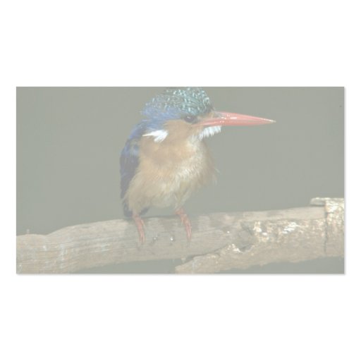 Malachite Kingfisher Business Card Template (back side)
