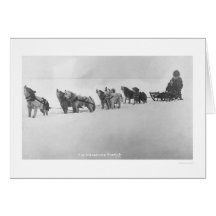 Malamute Chorus Alaska 1920 Cards