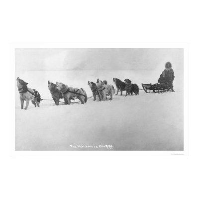Malamute Chorus Alaska 1920 Posters by lc_alaska
