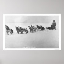 Malamute Chorus Alaska 1920 Posters