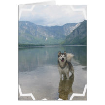 Malamute Dog Greeting Card