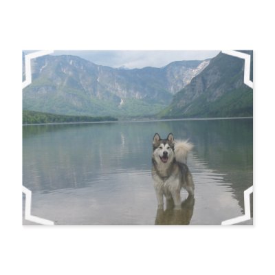 Malamute Dog Postcard
