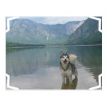 Malamute Dog Postcard