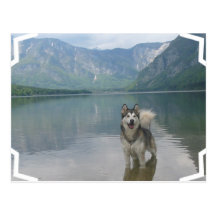Malamute Dog Postcard