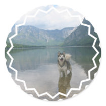 Malamute Dog Sticker