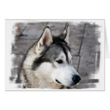 Malamute Photo Greeting Card