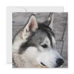 Malamute Photo Invitation