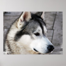 Malamute Photo Poster
