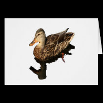 Malard Duck Non-Apparel cards