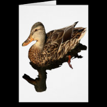 Malard Duck Non-Apparel cards