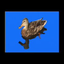 Malard Duck Non-Apparel postcards