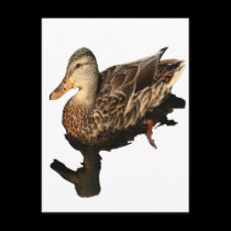 Malard Duck Non-Apparel postcards