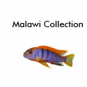 Malawi Collection t-shirts by EliteCichlids Malawi Collection t-shirts