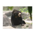 Malaya sun bear postcards