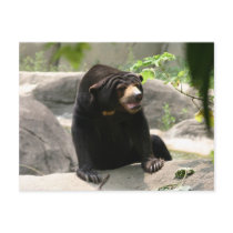 Malaya sun bear postcards