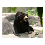 Malaya sun bear postcards