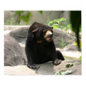 Malaya sun bear print
