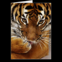 Malayan Tiger #1 card cards